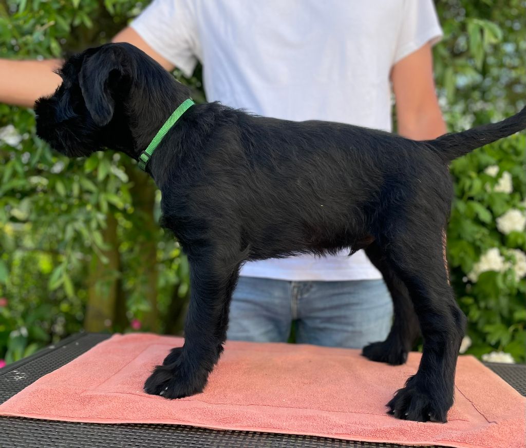 De Resanlin - Schnauzer Geant - Portée née le 07/03/2025